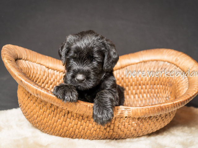 Herr Lila nach 30 Tagen